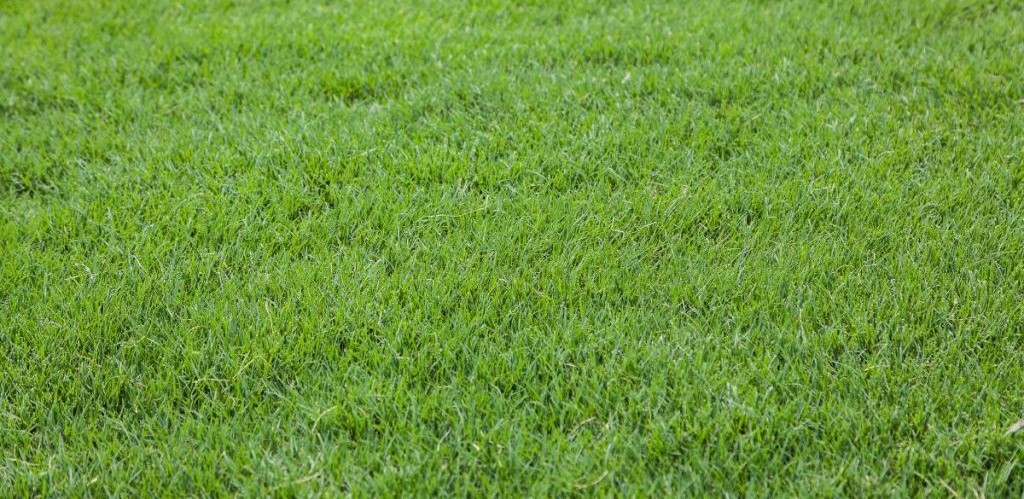 Lush Lawns Bermuda Grass