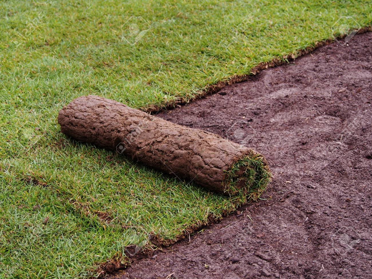 Lush Lawns Lanw Growing